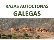 Razas autóctonas galegas